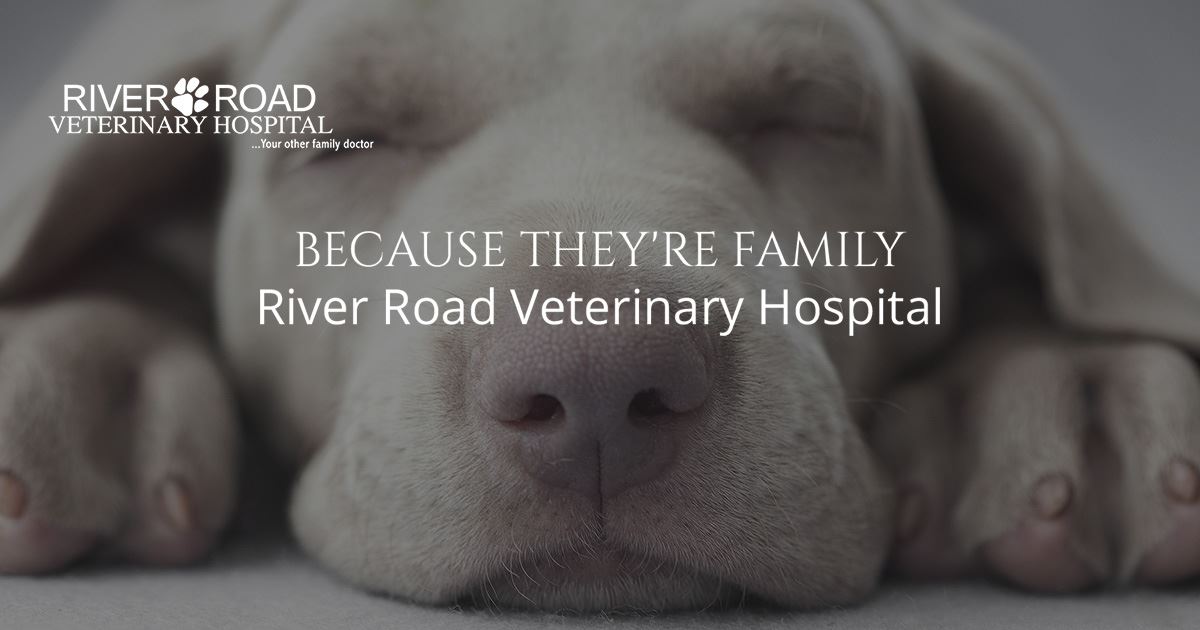 Veterinary Hospital in the Great Andover Area